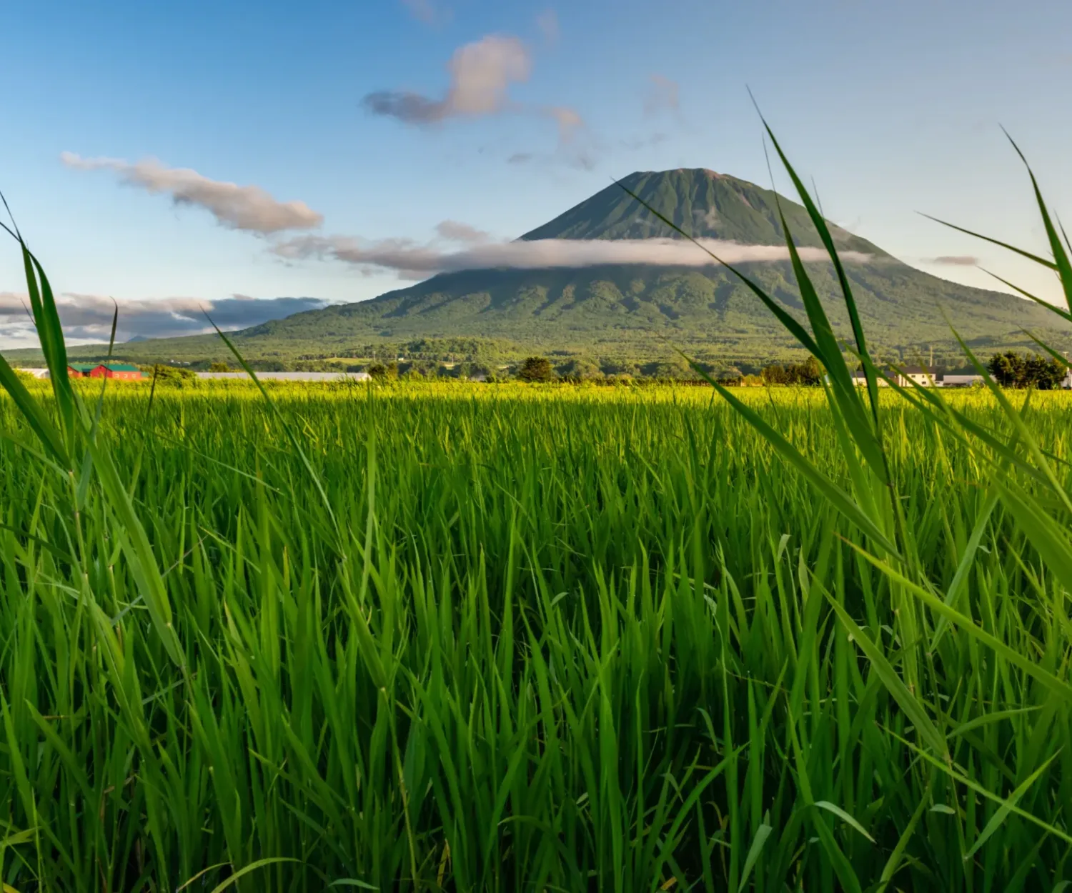 View of Mount Yotei with green rice field in the foreground, Niseko, Japan
