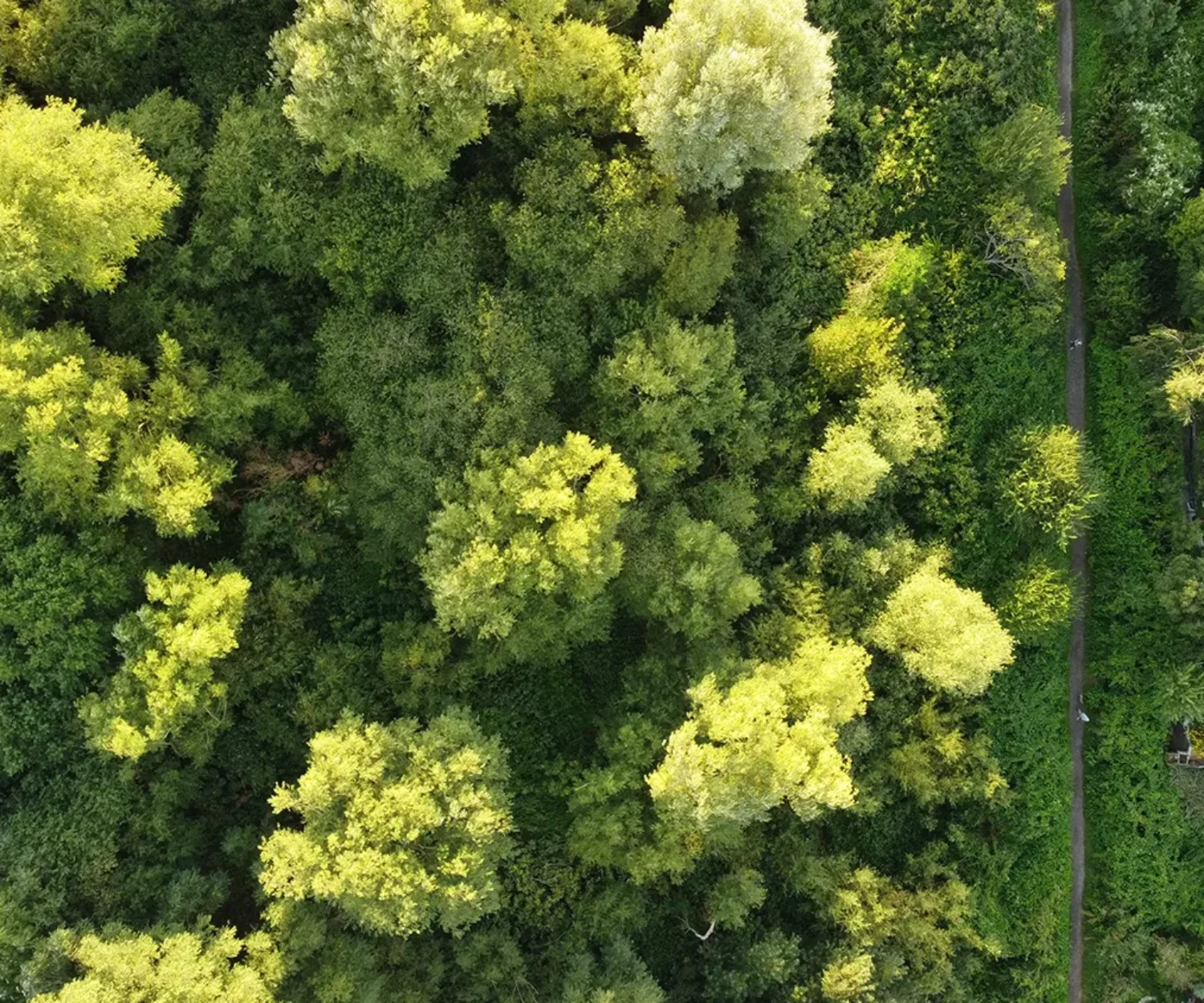 Aerial top view of bright green forest trees near houses - net zero buildings and architecture impact on nature