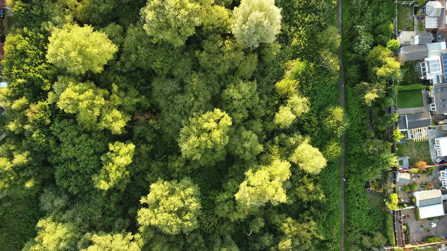 Aerial top view of bright green forest trees near houses - net zero buildings and architecture impact on nature